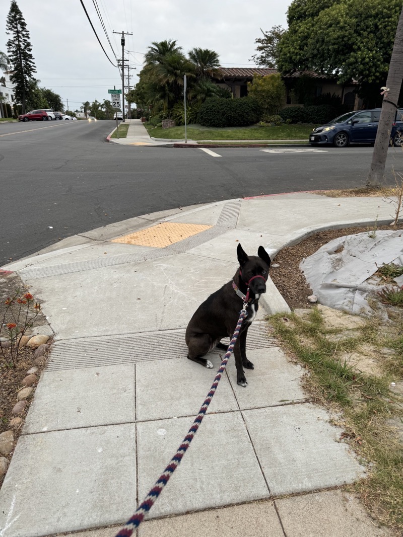 A picture of a black dog named Bowie sitting, taken on September 13 2024 at 6:42 am